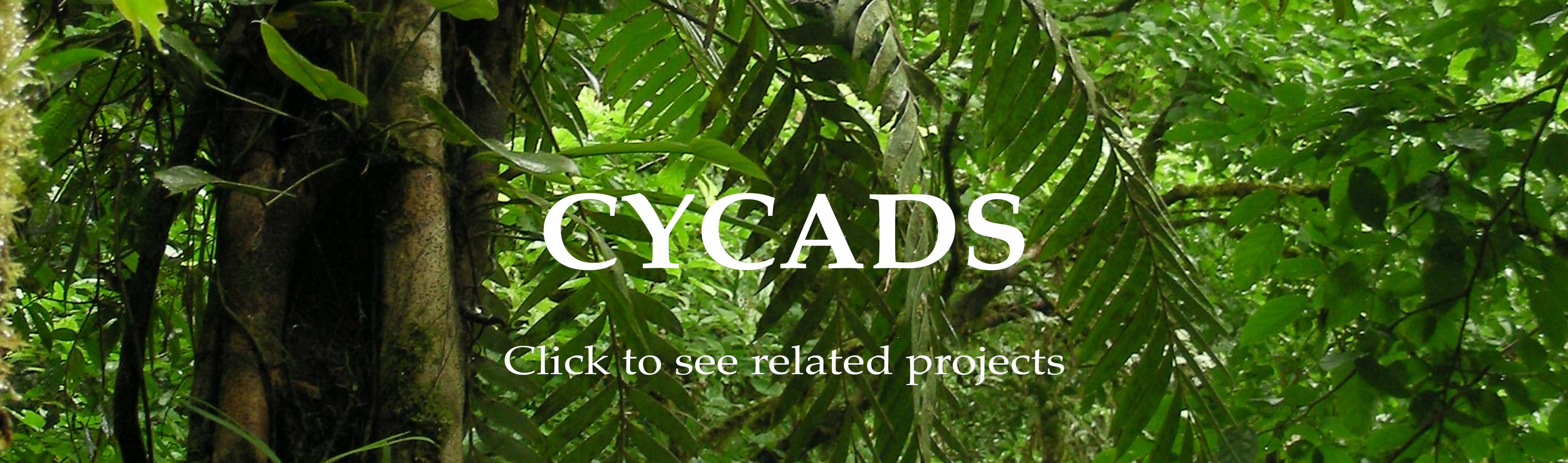 cycads-banner