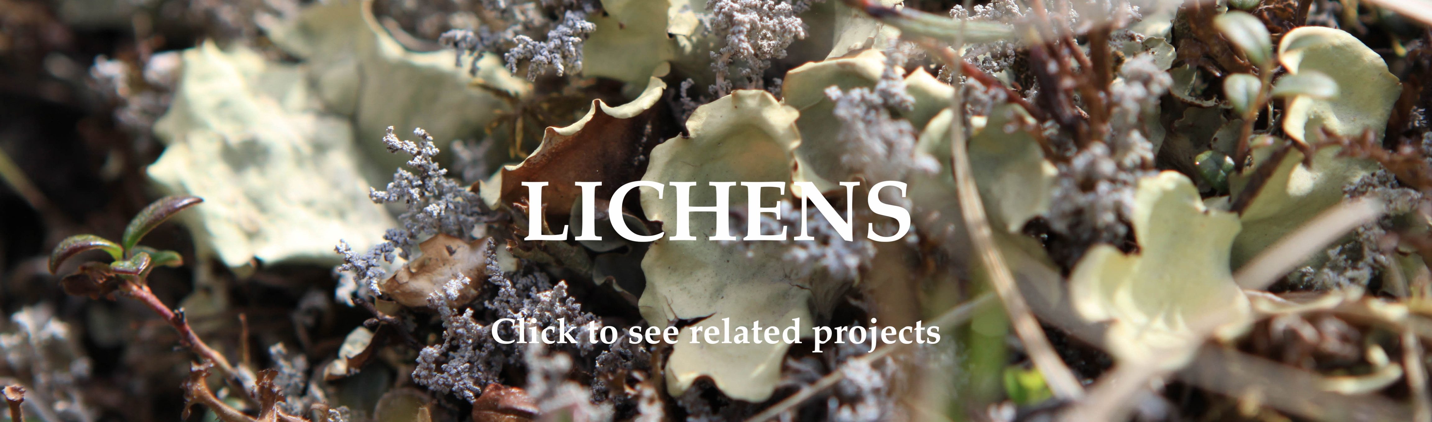 researxh-lichens