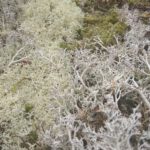 Cladonia mitis and Cladonia stellaris