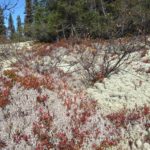 Cladonia rangiferina and Cladonia stellaris