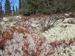 Cladonia rangiferina and Cladonia stellaris